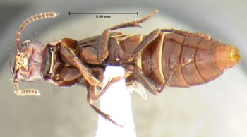 Media type: image;   Entomology 32392 Aspect: habitus ventral view